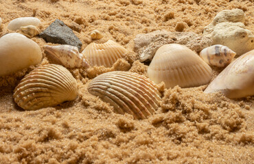 Fototapeta na wymiar seashells and beach stones on the sand on a sunny day. Marine items on a beach while on vacation.