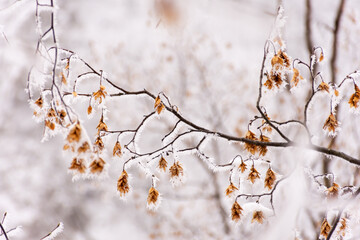 Frozen branches
