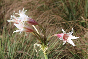 pink lily in the garden