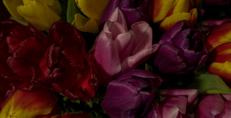 composition of colorful tulips and green leaves on a gray background with space for text