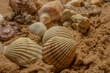 seashells and beach stones on the sand on a sunny day. Marine items on a beach while on vacation.