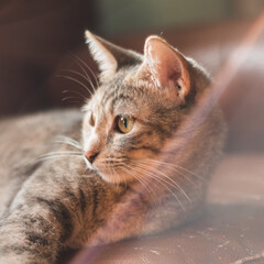 a tiger cat lying on the sofa and looking to the side with a soft flash of light