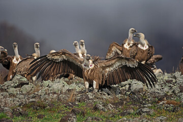 Griffon vultures in the Rodopi mountain range. Vultures are warming on the rock. Vultures spread the wings. 