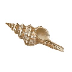 isolated seashell on white background. high quality watercolor illustration. marine design