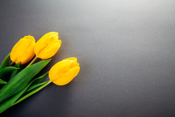 Yellow tulips flowers on grey background. Colors of spring 2021. Present for Women's day