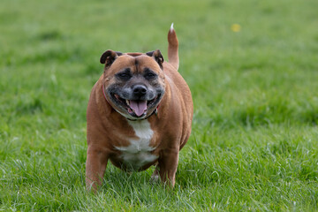 Overweight Staffordshire Bull Terrier
