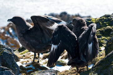 wydrzyki © rubbersoulroad