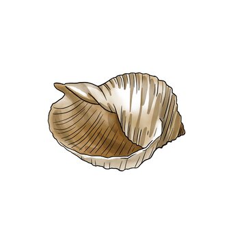 isolated seashell on white background. high quality watercolor illustration. marine design