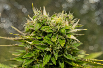 Detail of a Northern Light Cannabis Autoflowering