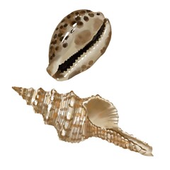 isolated seashell on white background. high quality watercolor illustration. marine design