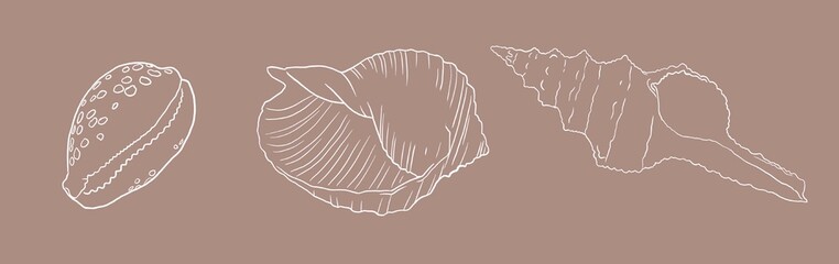 Pattern seashell on background. high quality watercolor illustration. marine design