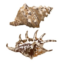 isolated seashell on white background. high quality watercolor illustration. marine design