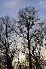 Fototapeta na wymiar Herons nests with herons in a treetop
