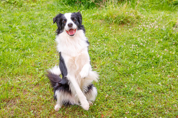 Naklejka na ściany i meble Outdoor portrait of cute smiling puppy border collie sitting on grass park background. Little dog with funny face jumping in sunny summer day outdoors. Pet care and funny animals life concept