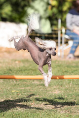 chien chinois à crête en agility