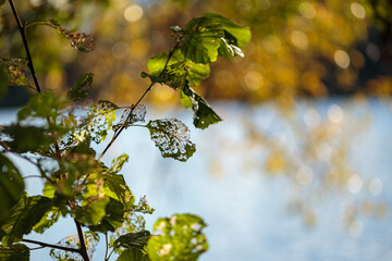 Selective focus shot of  branch with withering leaves against a blurred background with circles