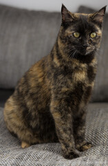 schildpatt katze haustier gelbe augen fell