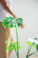 Real monstera leaves, indoor houseplant near grey wall and young woman in her pyjamas at the background