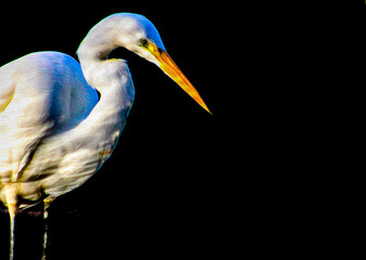 Great White Egret Standing in Front of Black Background with Oil Paint Effect