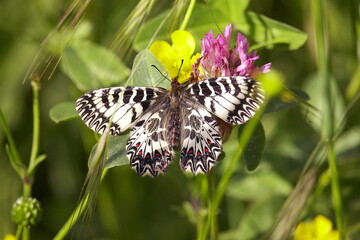 butterfly on flower