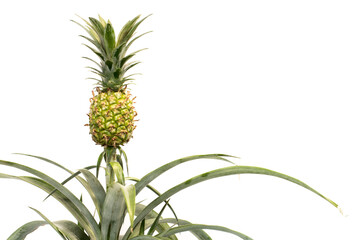 
Photos of growing homemade pineapple