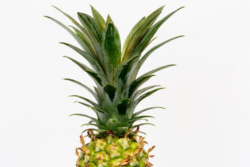 
Photos of growing homemade pineapple