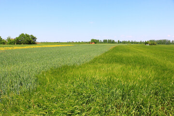 spring landscape with green field and blue sky 