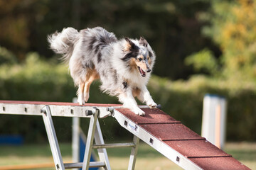 berger des shetland en agility