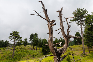 Mount Etna volcanic landscape and its typical vegetation, Sicily