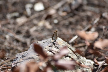 Mariposa apoyada en la roca 