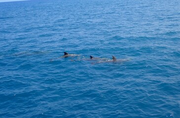 Fototapeta premium OLYMPUS DIGITAL CAMERA