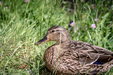 Duck in the grass