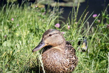 Duck in the grass