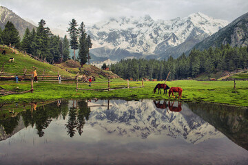  landscapes of mountains lake with reflection of horses in the calm water , fairy meadows and nanga parbat in Himalayan range Pakistan 