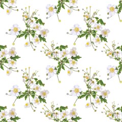 white flowers with a yellow center. bush of white flowers. watercolor illustration