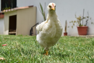 Pollo caminando libre por la hierba verde