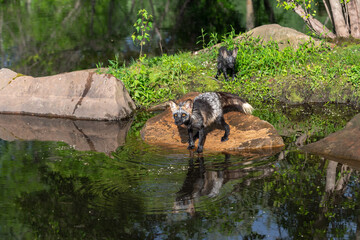 Adult Cross Fox (Vulpes vulpes) Stands on Edge of Rock Reflected Kit in Background Summer