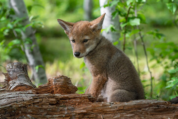 Naklejka na ściany i meble Coyote Pup (Canis latrans) Sits Alone on Log Summer