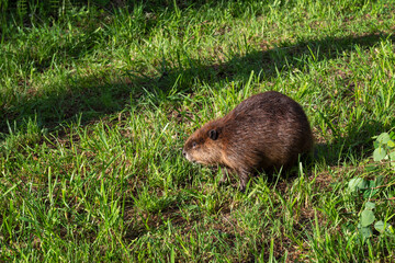 Adult Beaver (Castor canadensis) Stands in Grass Looking Towards Shadow Summer