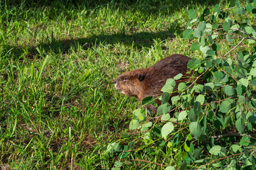Adult Beaver (Castor canadensis) Looks Left From Pile of Leaves Summer