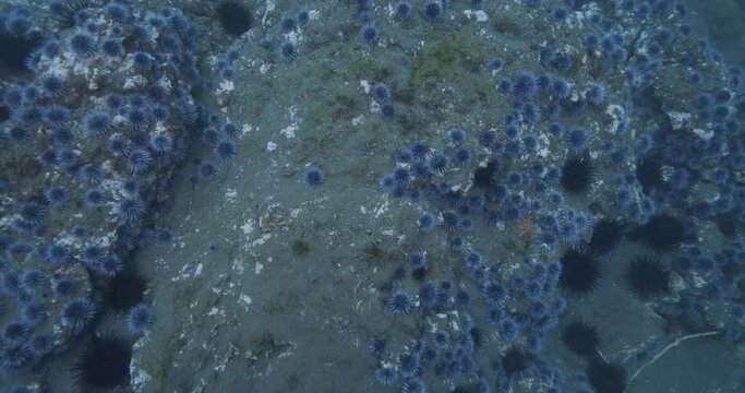 Swimming over sea urchin barren.