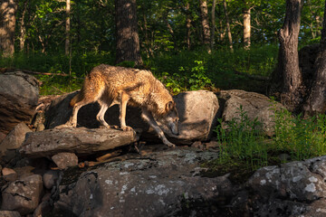 Grey Wolf (Canis lupus) Walks Along Rocks on Riverbank by Forest Summer