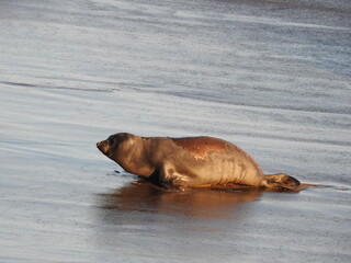 Elephant seal relaxing on the shores of the Piedras Elephant Seal Rookery in San Simeon, California.
