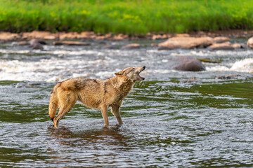 Grey Wolf (Canis lupus) Raises Head Mouth Open in River Summer