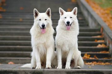 Obraz premium Two long-haired White Swiss Shepherd dogs posing outdoors sitting together on the steps in a city park in autumn