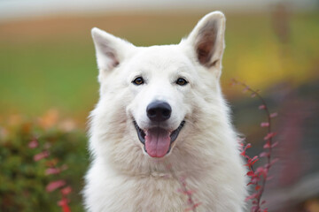 The portrait of a cute long-haired White Swiss Shepherd dog posing outdoors in autumn