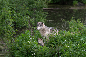 Grey Wolf (Canis lupus) and Pup Stands in Vegetation on Island Summer