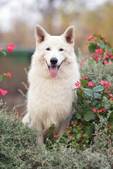 Cute long-haired White Swiss Shepherd dog posing outdoors sitting behind a flowerbed in a city park in autumn