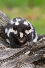 Eastern Spotted Skunk (Spilogale putorius) Stares Out From Atop Log Summer