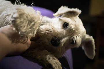 Adorable schnauzer at home resting